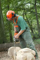 Click to see it big Ich mit Kettensäge, Impression aus dem Wald